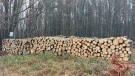 През 2022 г. интересът към дървата за огрев е двойно по-голям